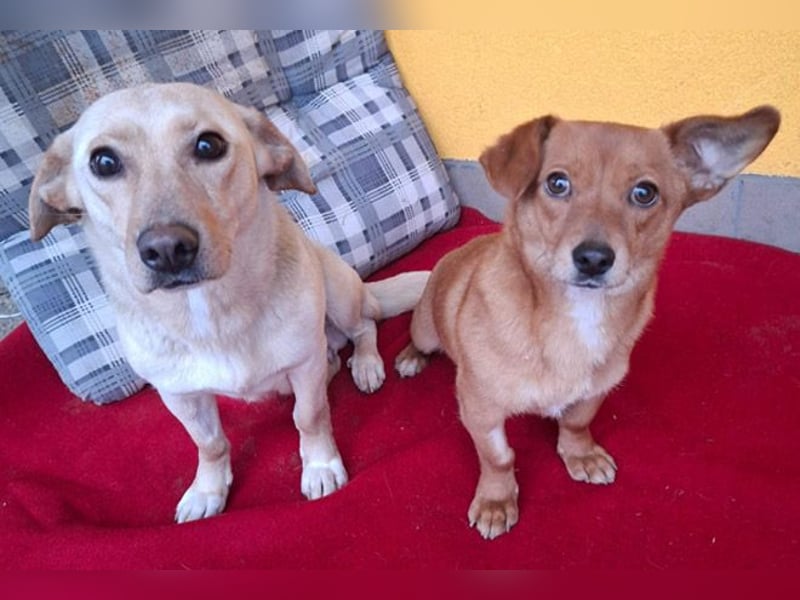 ❤️❤️❤️ süße kleine BROWNIE - 10 Monate, 23cm/7kg - Dackel-Mix