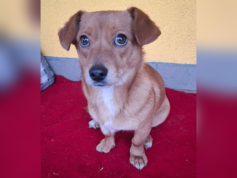 ❤️❤️❤️ süße kleine BROWNIE - 10 Monate, 23cm/7kg - Dackel-Mix