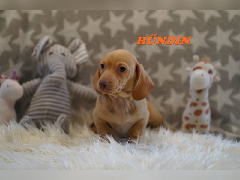 Wunderschöne Reinrassige Zwergdackel Babys