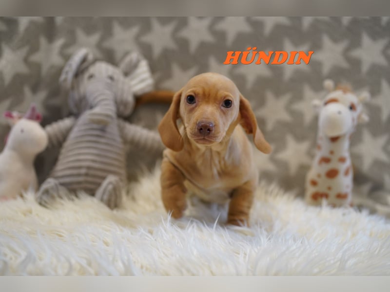 Wunderschöne Reinrassige Zwergdackel Babys