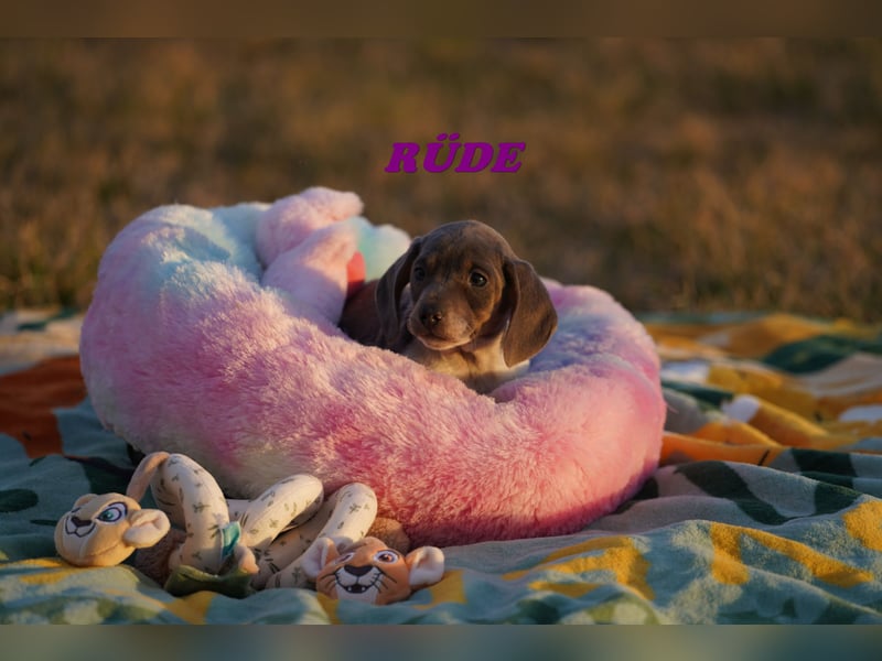 Wunderschöne Reinrassige Zwergdackel Babys