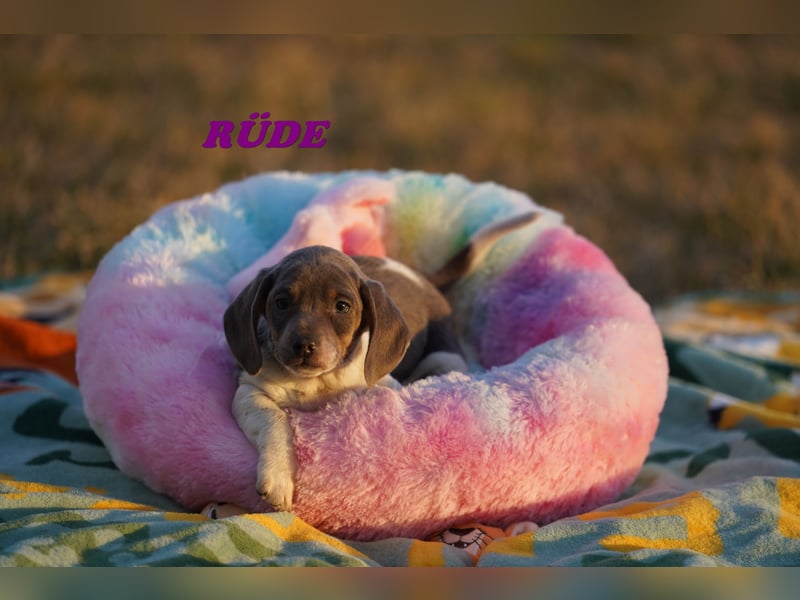 Wunderschöne Reinrassige Zwergdackel Babys