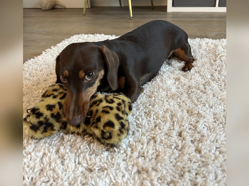 Amerikanische Zwergdackelhündin Daisy sucht 5-Sterne-Zuhause