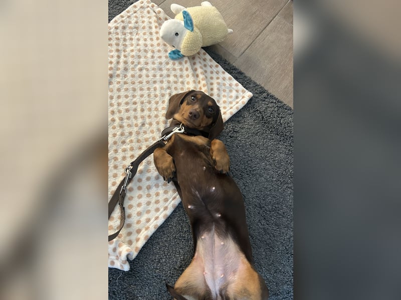 Amerikanische Zwergdackelhündin Daisy sucht 5-Sterne-Zuhause
