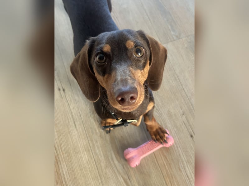 Amerikanische Zwergdackelhündin Daisy sucht 5-Sterne-Zuhause