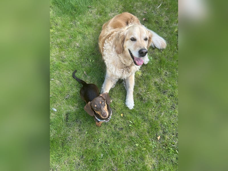 Amerikanische Zwergdackelhündin Daisy sucht 5-Sterne-Zuhause