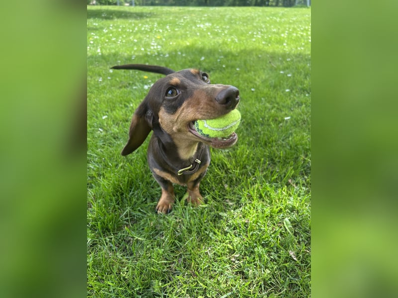 Amerikanische Zwergdackelhündin Daisy sucht 5-Sterne-Zuhause