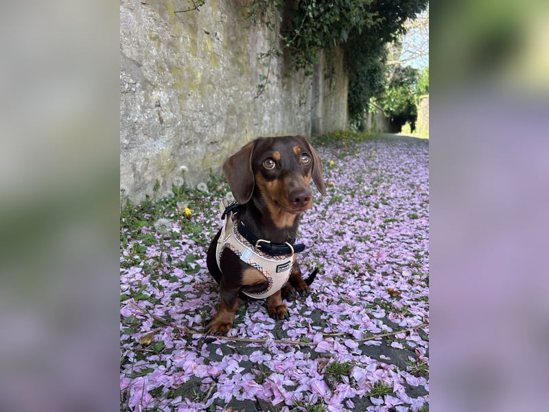 Amerikanische Zwergdackelhündin Daisy sucht 5-Sterne-Zuhause