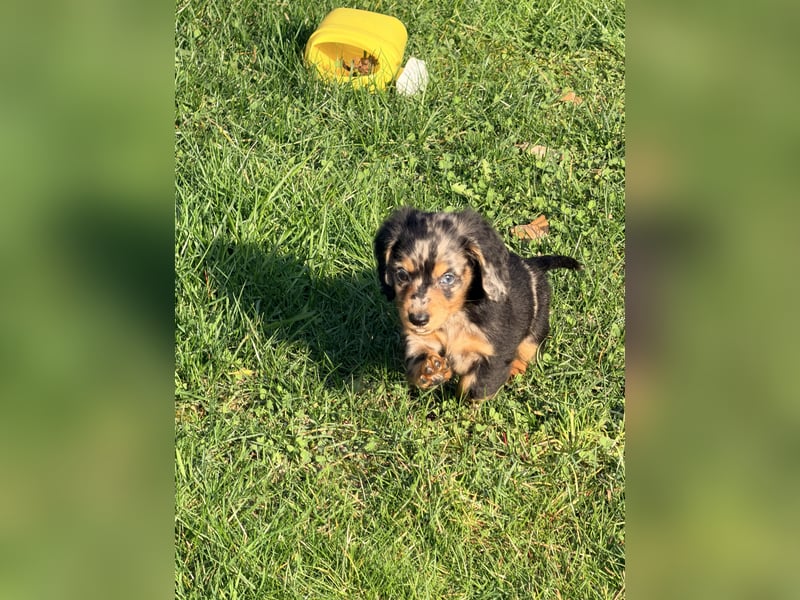 Amerikanische Zwergdackel Langhaar & Kurzhaar