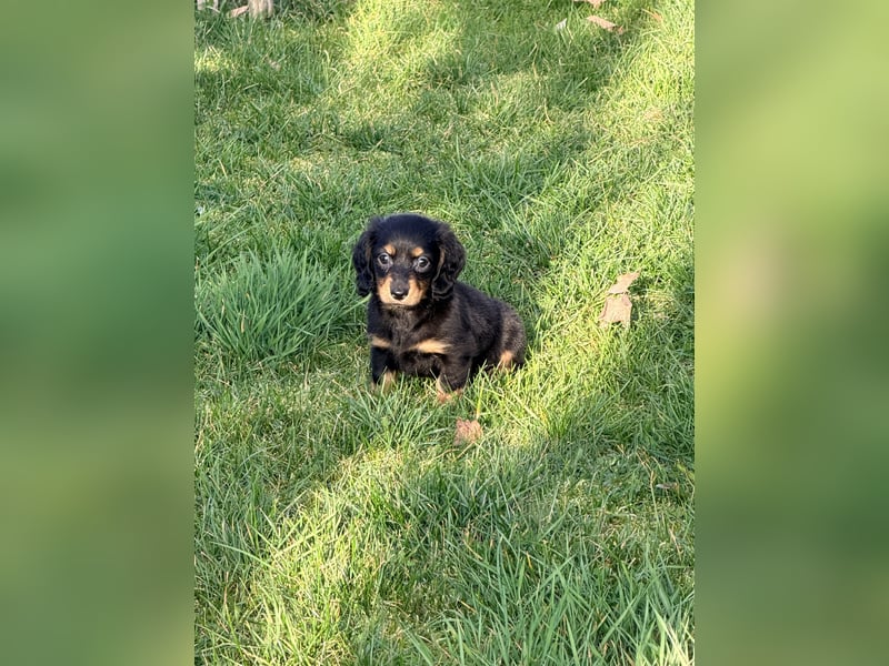 Amerikanische Zwergdackel Langhaar & Kurzhaar