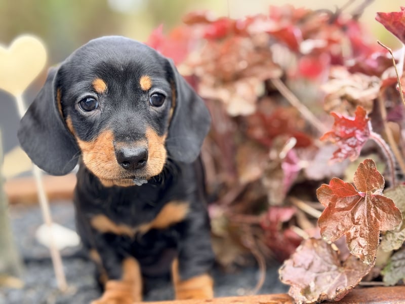 Amerikanischer Zwergdackel Welpe Langhaar / Kurzhaar