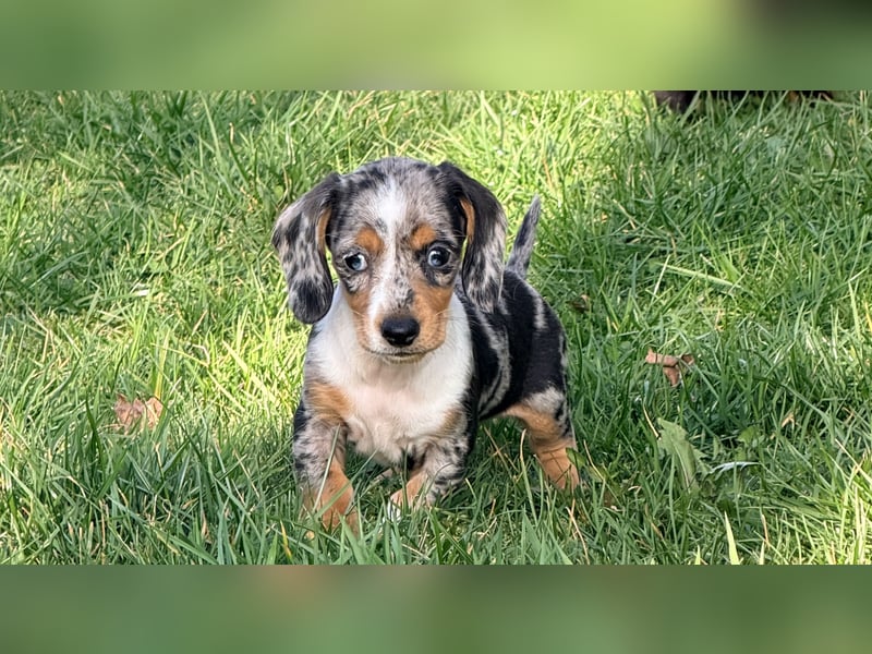 Amerikanische Zwergdackel Langhaar & Kurzhaar