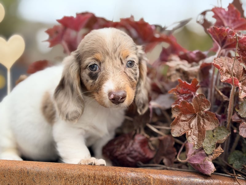 Amerikanischer Zwergdackel Welpe Langhaar / Kurzhaar