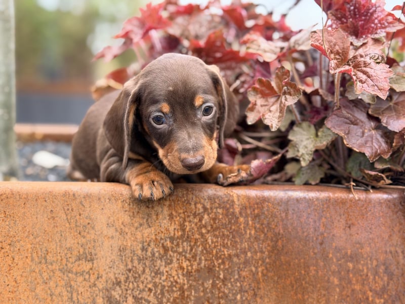 Amerikanischer Zwergdackel Welpe Langhaar / Kurzhaar