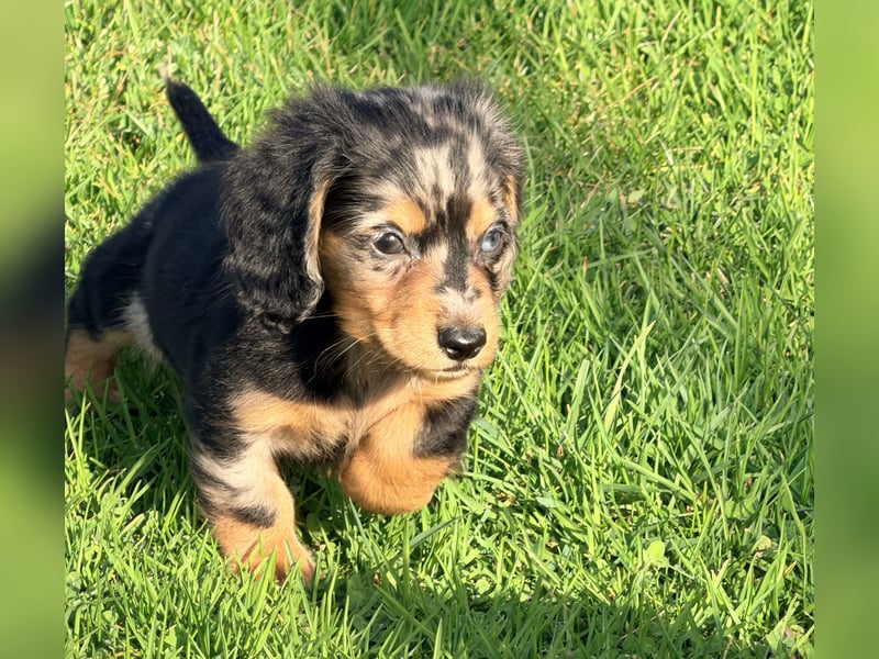 Amerikanische Zwergdackel Langhaar & Kurzhaar