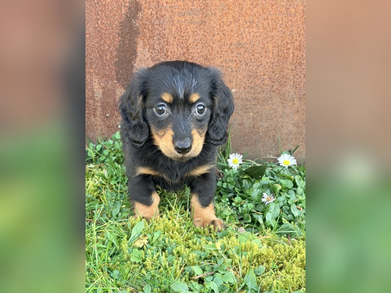 Amerikanische Zwergdackel Langhaar & Kurzhaar