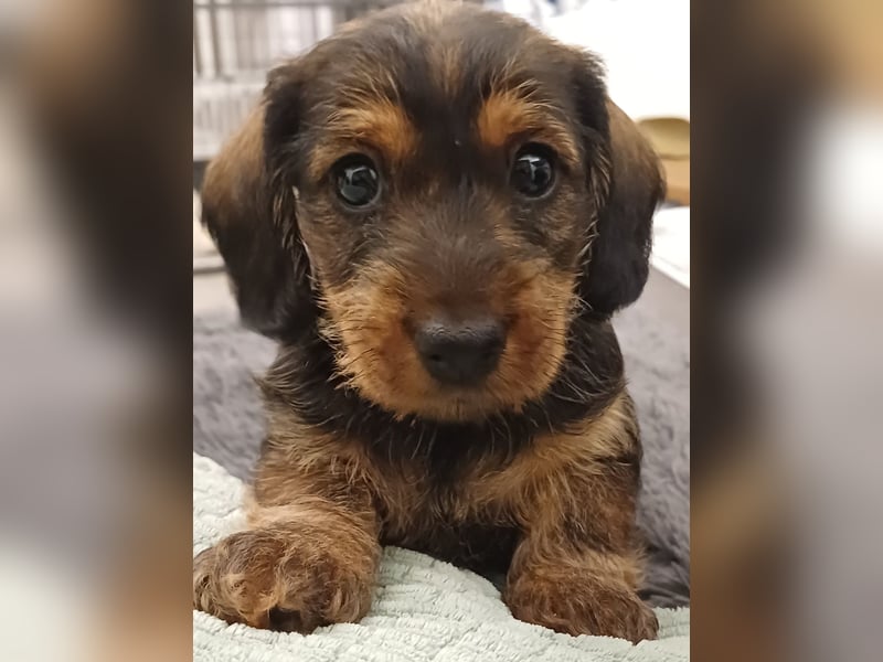 Zwergteckel Rauhhaar