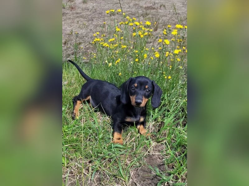 SUCHE lieben Kaninchendackel/Zwergdackel