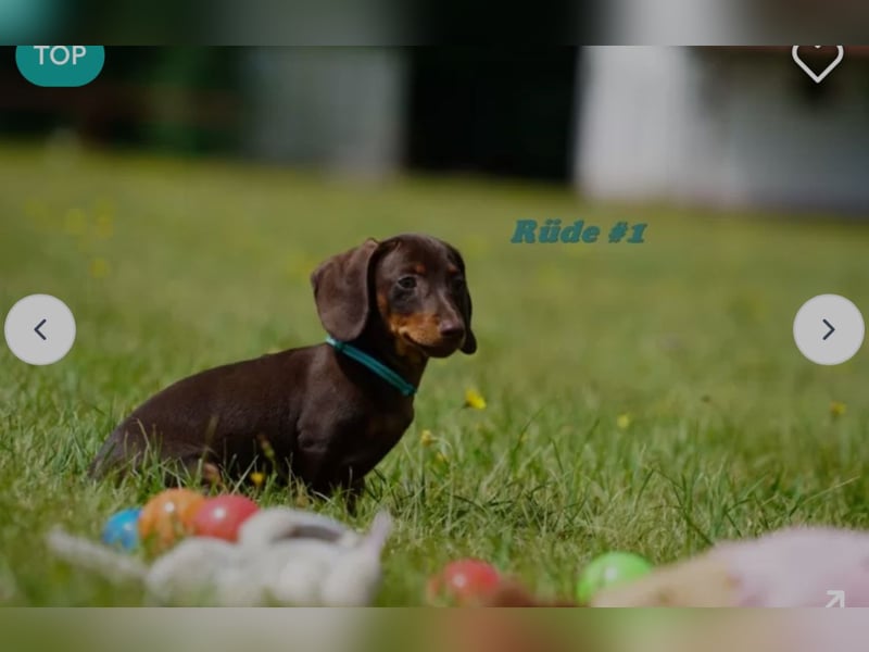 SUCHE lieben Kaninchendackel/Zwergdackel