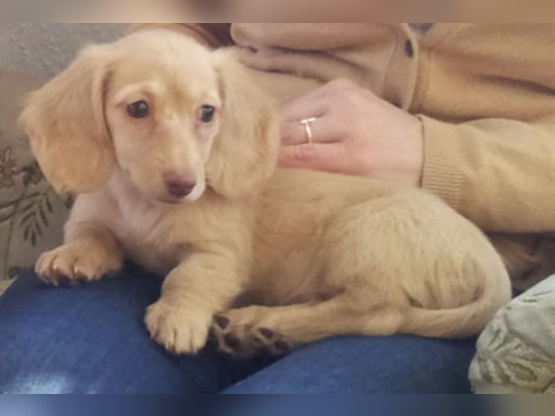 SUCHE lieben Kaninchendackel/Zwergdackel