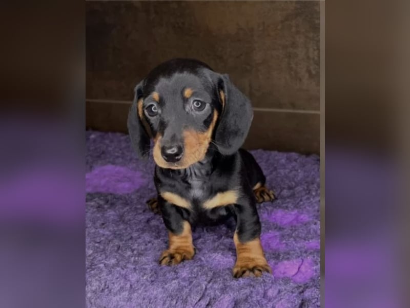 SUCHE lieben Kaninchendackel/Zwergdackel