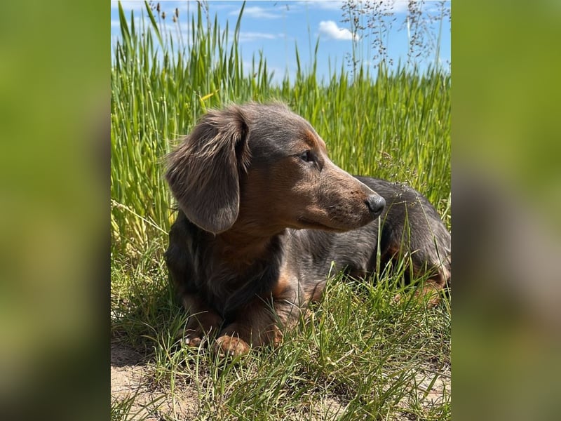 SUCHE lieben Kaninchendackel/Zwergdackel