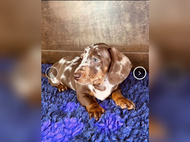 SUCHE lieben Kaninchendackel/Zwergdackel