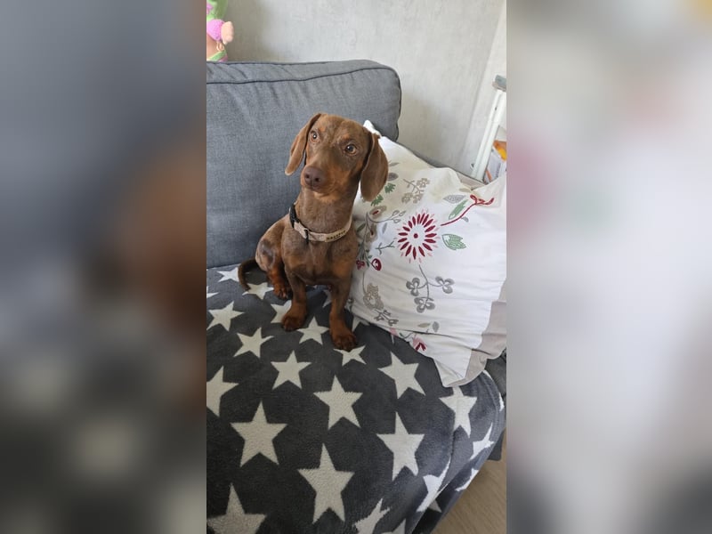 Amerikanischer Zwergdackel Hündin