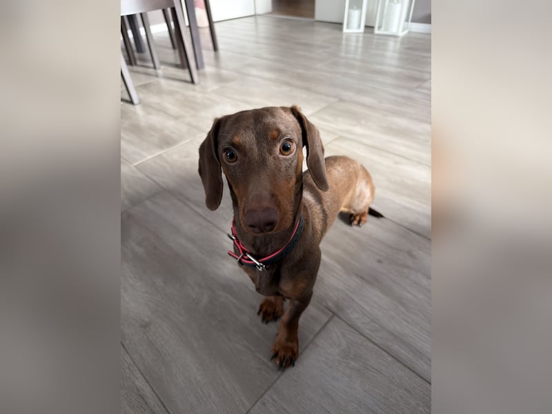 Amerikanischer Zwergdackel Hündin