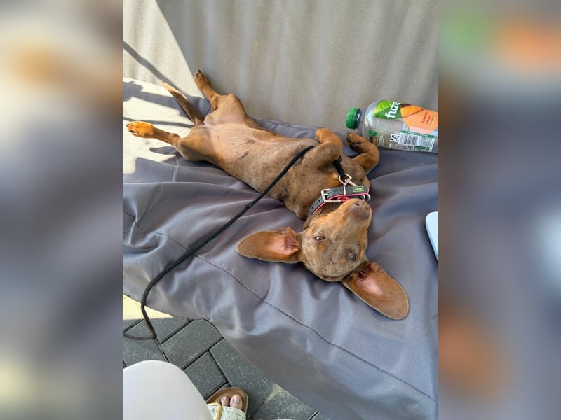 Amerikanischer Zwergdackel Hündin