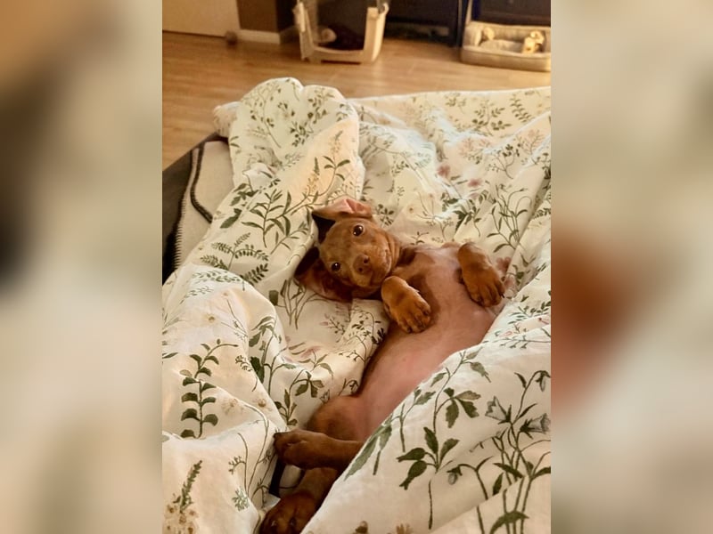 Amerikanischer Zwergdackel Hündin