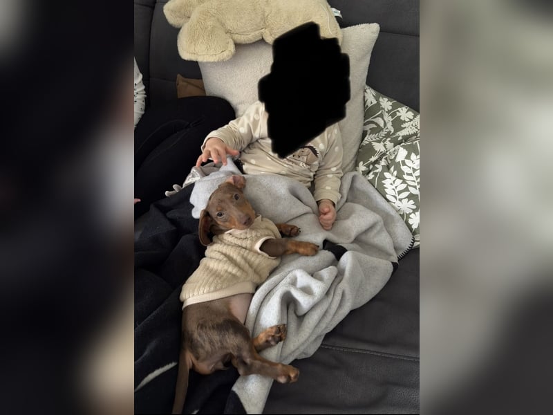 Amerikanischer Zwergdackel Hündin