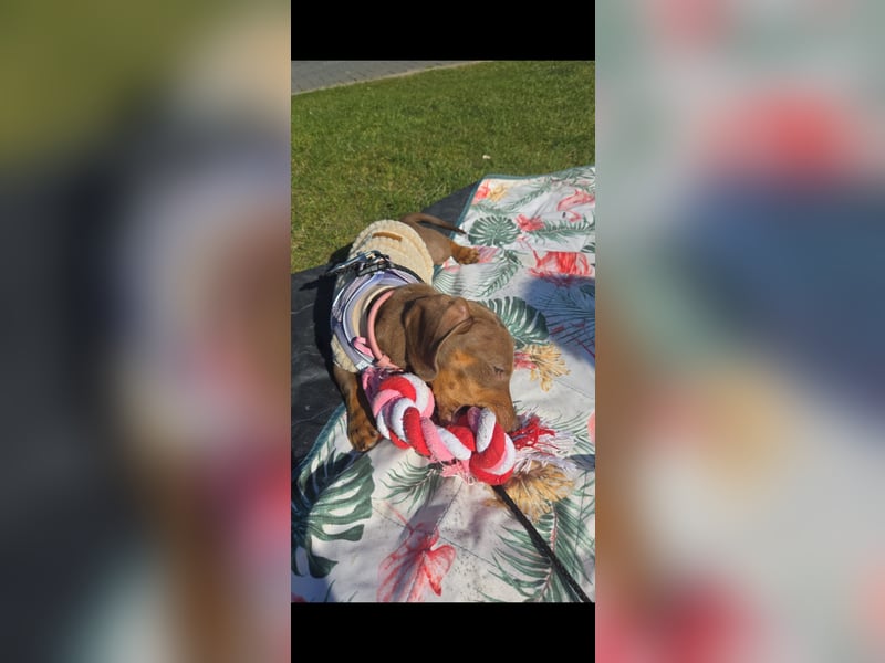 Amerikanischer Zwergdackel Hündin