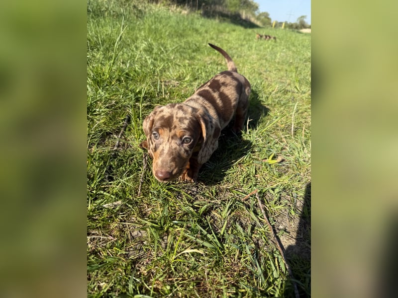 Zwergdackel langhaar kurzhaar Merle tigerdackel