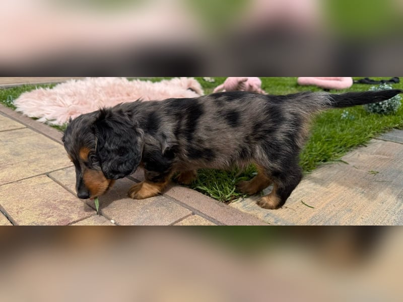 Zwergdackel langhaar kurzhaar Merle tigerdackel