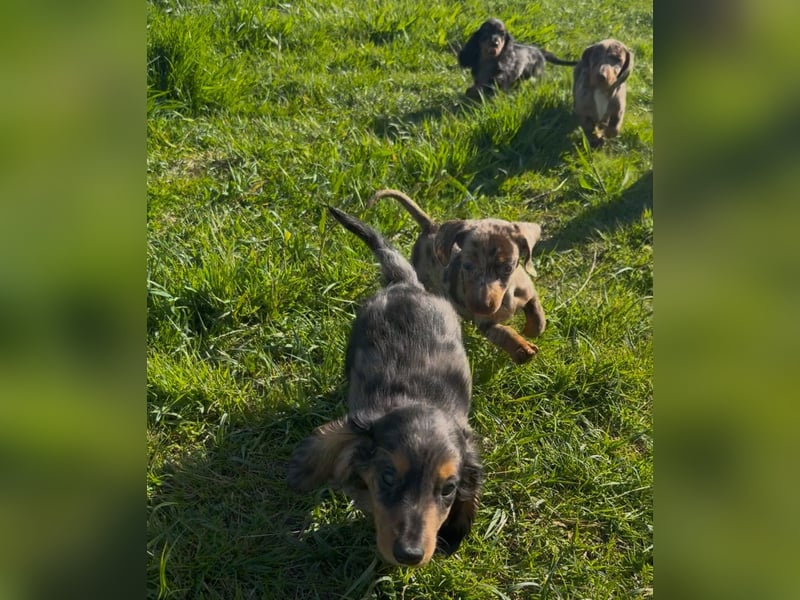 Zwergdackel langhaar kurzhaar Merle tigerdackel