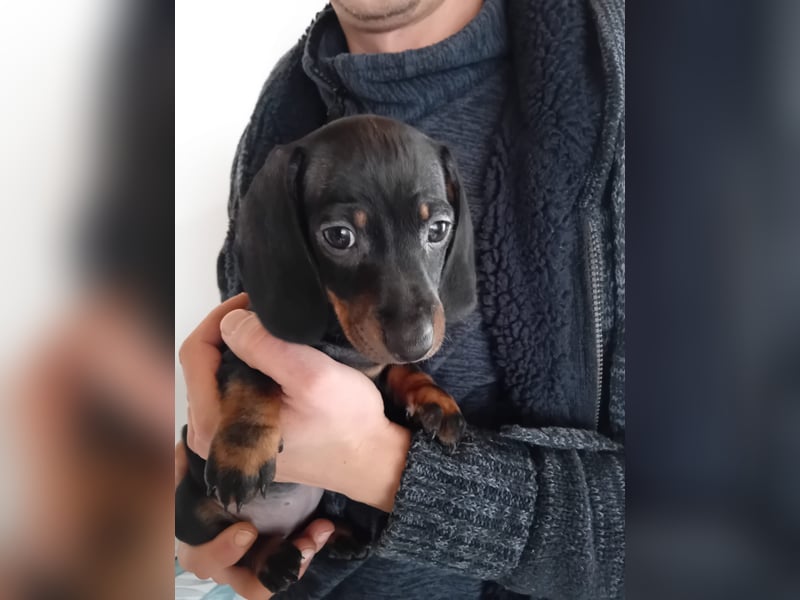Kurzhaariges Zwergdackel
