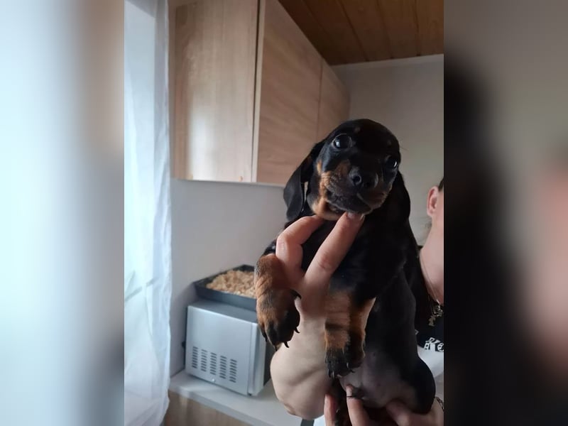 Kurzhaariges Zwergdackel