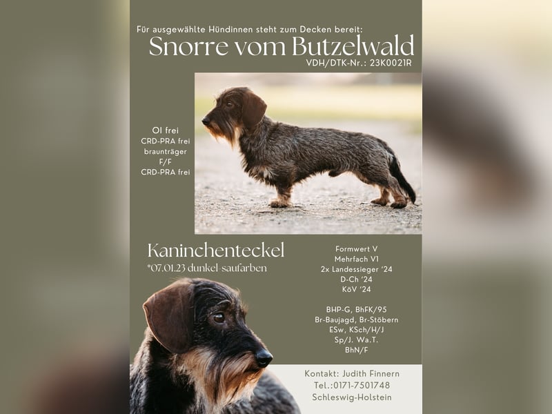 Deckrüde Kaninchen-Rauhhaardackel