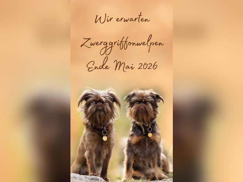 Zwerggriffon Welpen mit Papieren