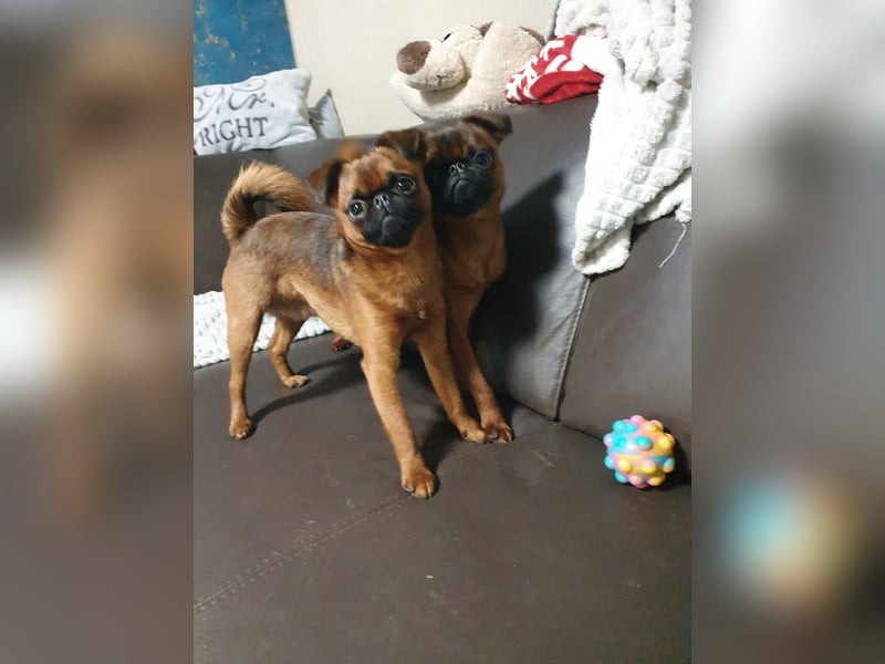 Zwerggriffon Rüde sucht neues zu Hause