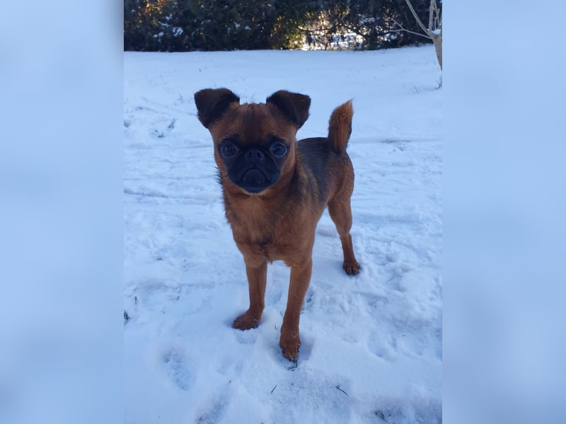 Zwerggriffon Rüde sucht neues zu Hause