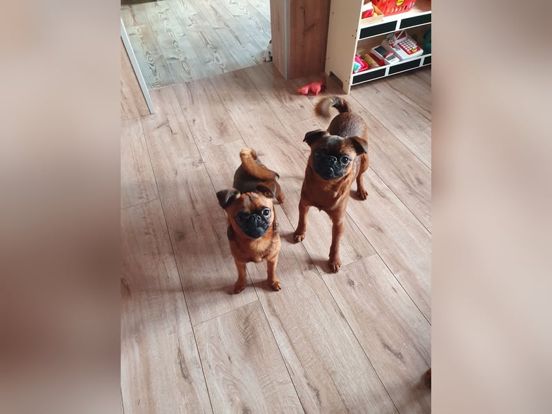 Zwerggriffon Rüde sucht neues zu Hause