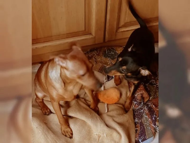 Zwergpinscher Junghunde Rüden Rot