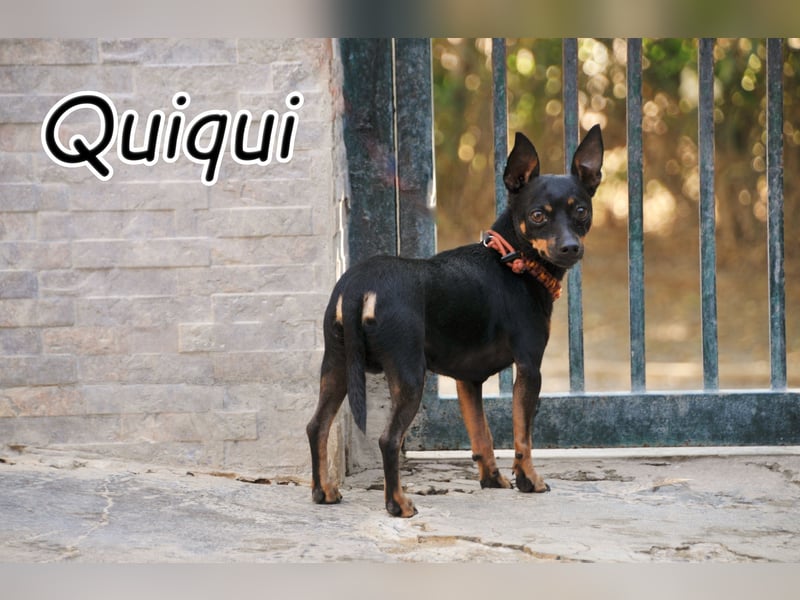 Darf Quiqui direkt wieder in ein weiches Körbchen ziehen?