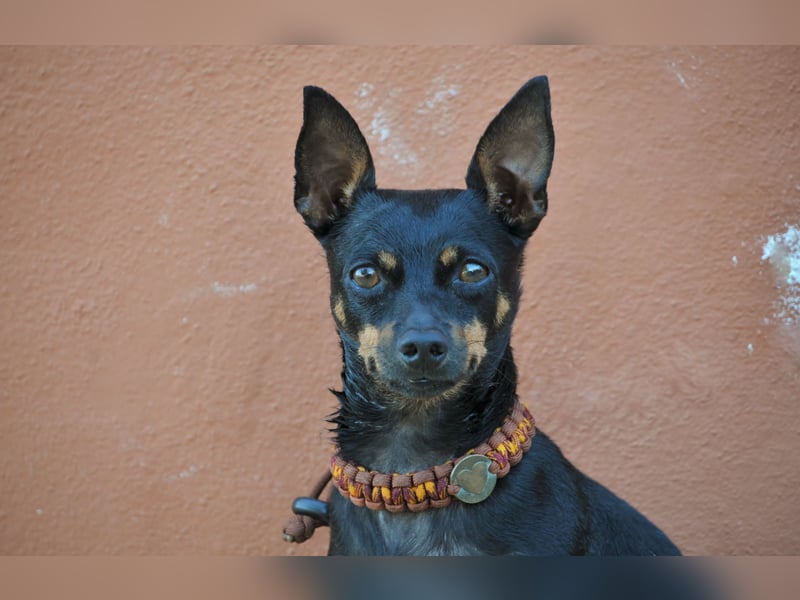 Schenkst du Quiqui ein weiches Körbchen?