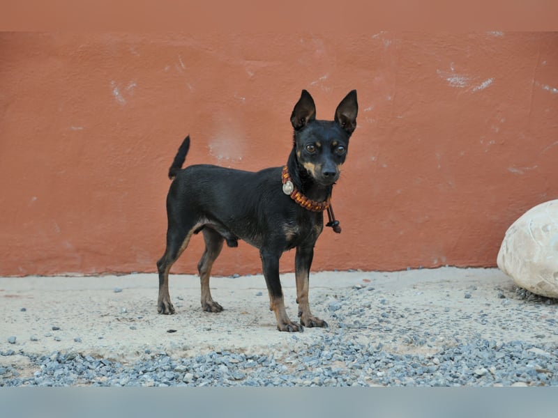 Schenkst du Quiqui ein weiches Körbchen?