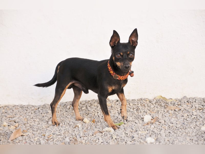 Darf Quiqui direkt wieder in ein weiches Körbchen ziehen?