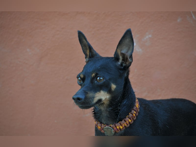 Darf Quiqui direkt wieder in ein weiches Körbchen ziehen?