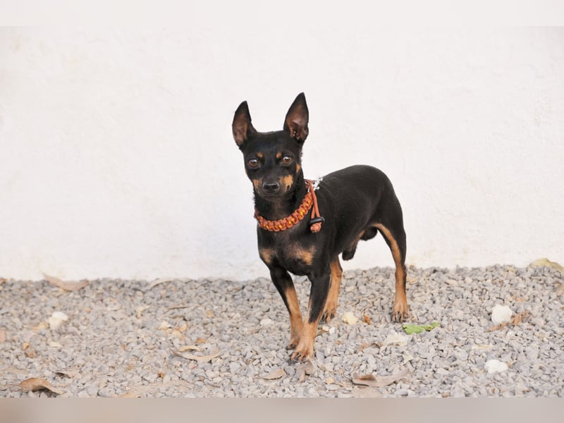 Darf Quiqui direkt wieder in ein weiches Körbchen ziehen?